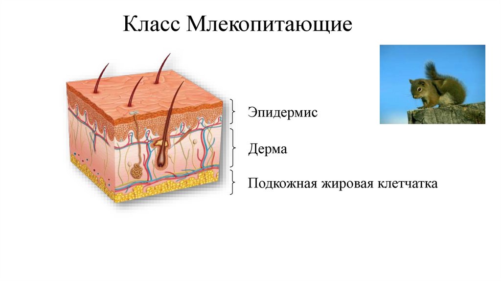 Класс Млекопитающие