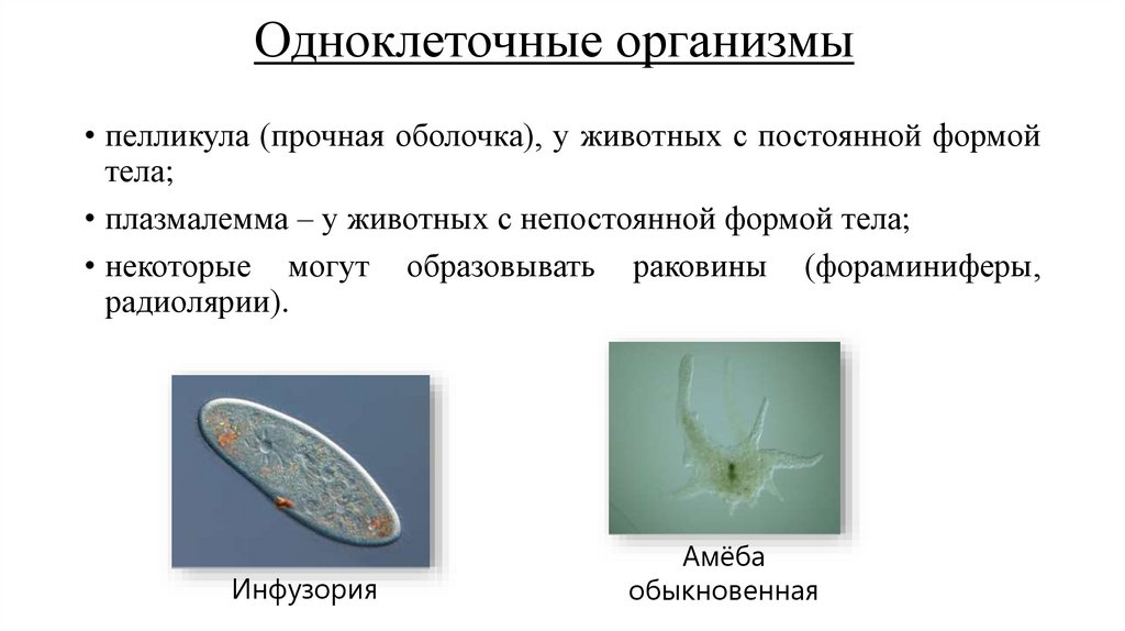 Одноклеточные организмы