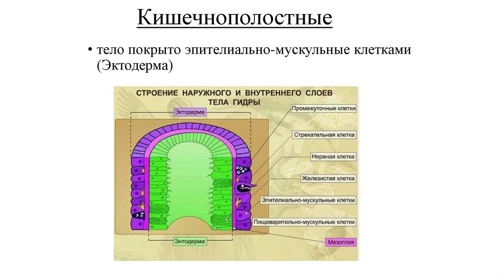 Кишечнополостные