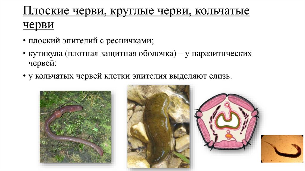 Плоские черви, круглые черви, кольчатые черви