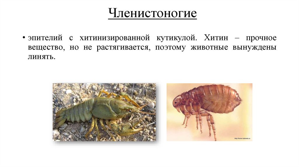 Членистоногие