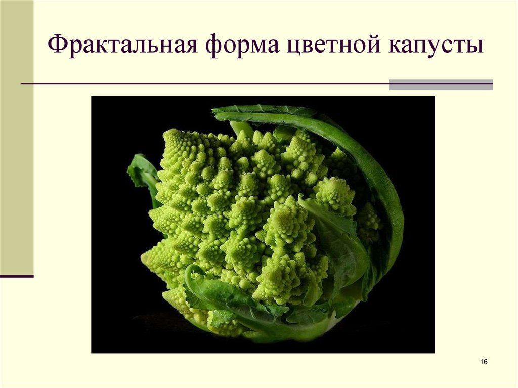 Фрактальная форма цветной капусты