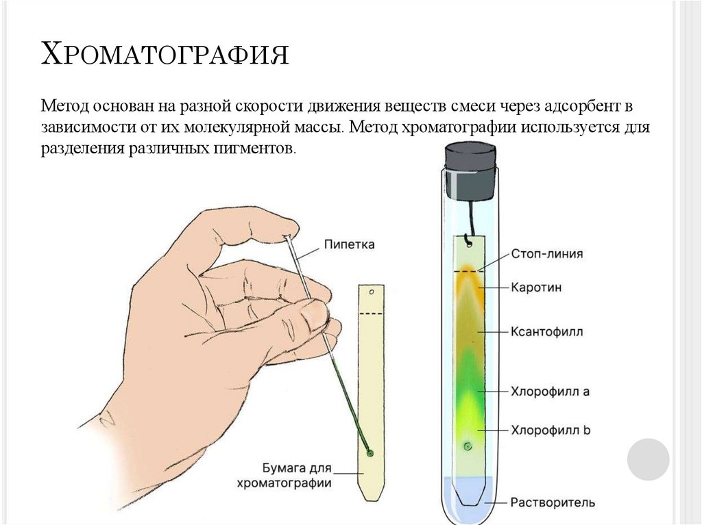 Хроматография