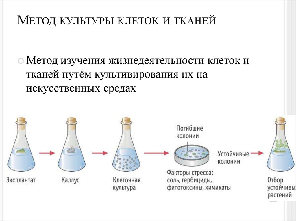 Метод культуры клеток и тканей