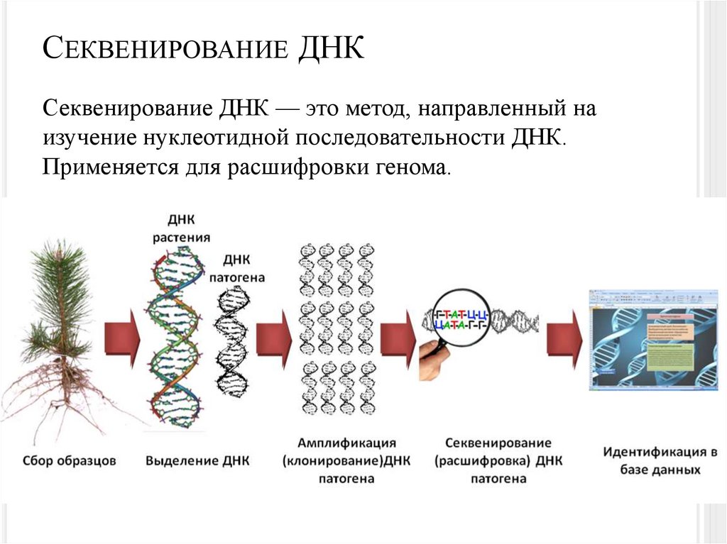 Секвенирование ДНК
