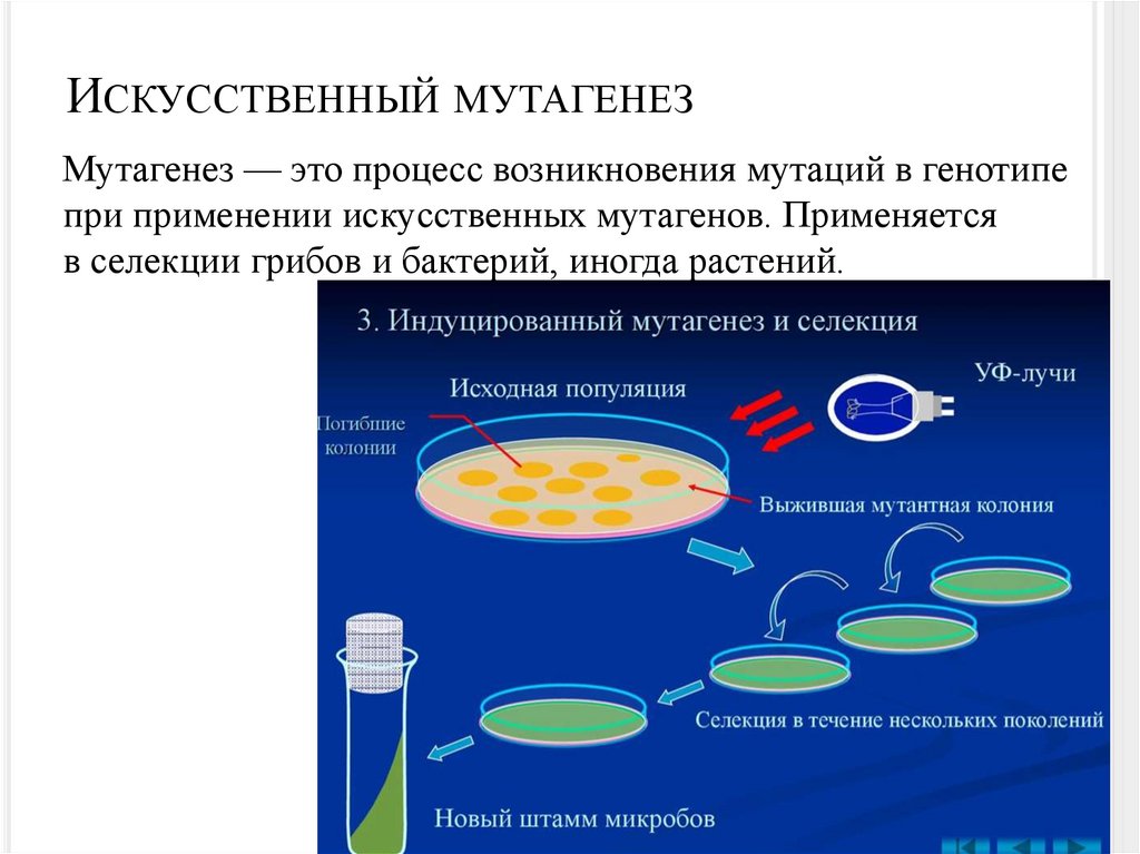 Искусственный мутагенез