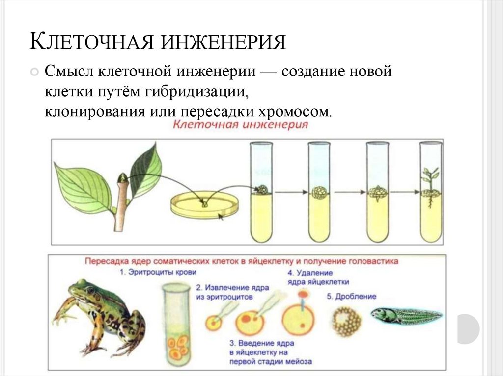 Клеточная инженерия