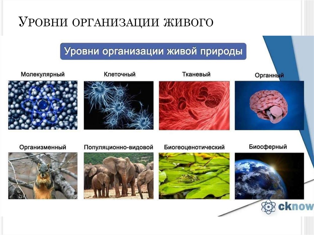 Уровни организации живого