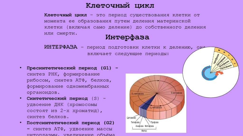 Клеточный цикл