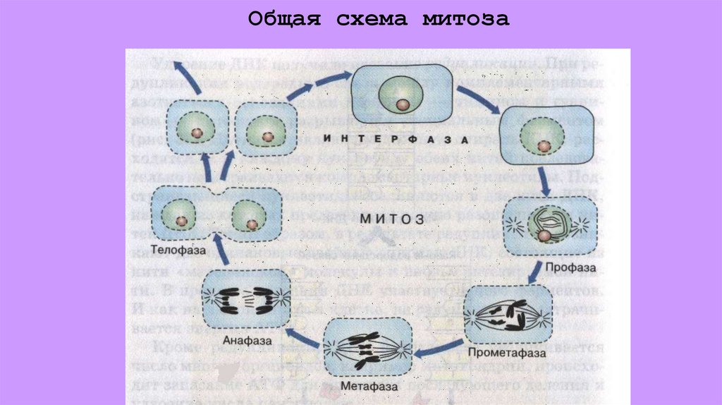 Общая схема митоза