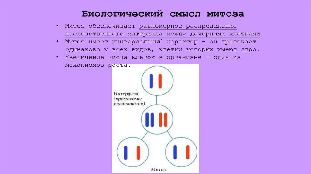 Биологический смысл митоза