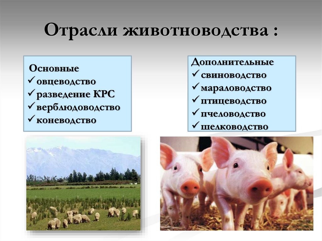 Отрасли животноводства :