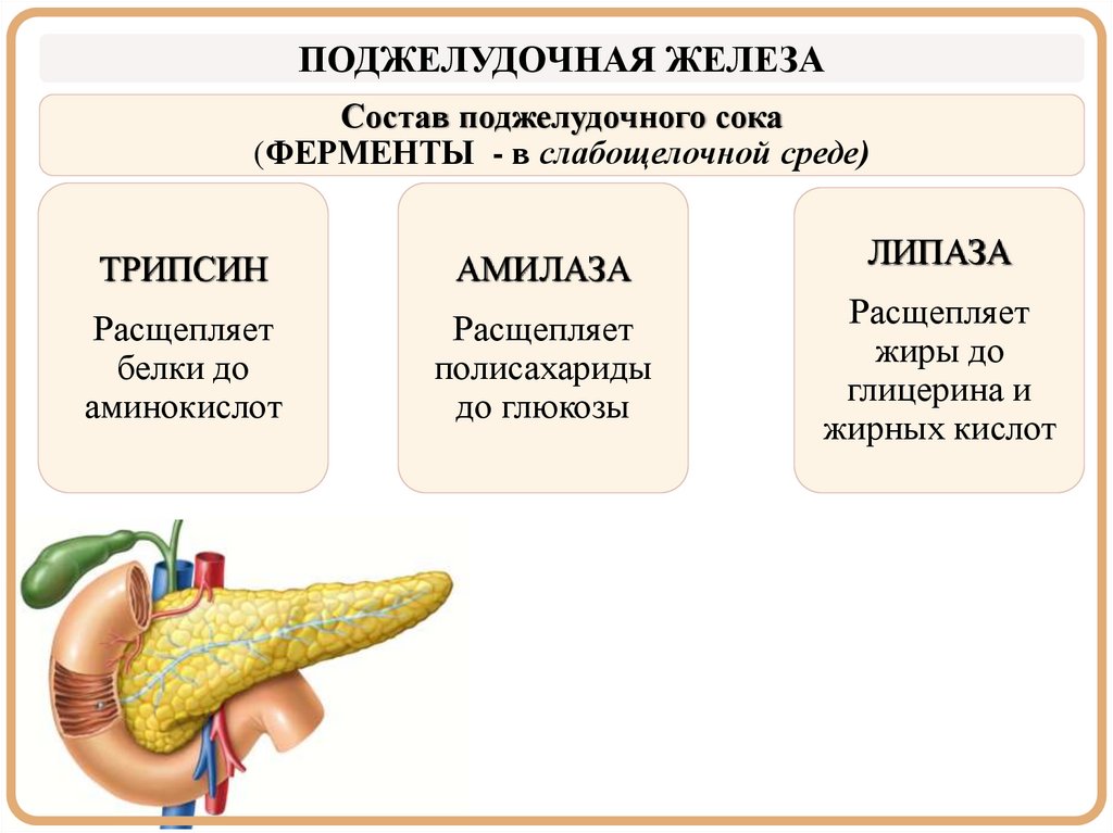 Состав поджелудочного сока (ФЕРМЕНТЫ - в слабощелочной среде)