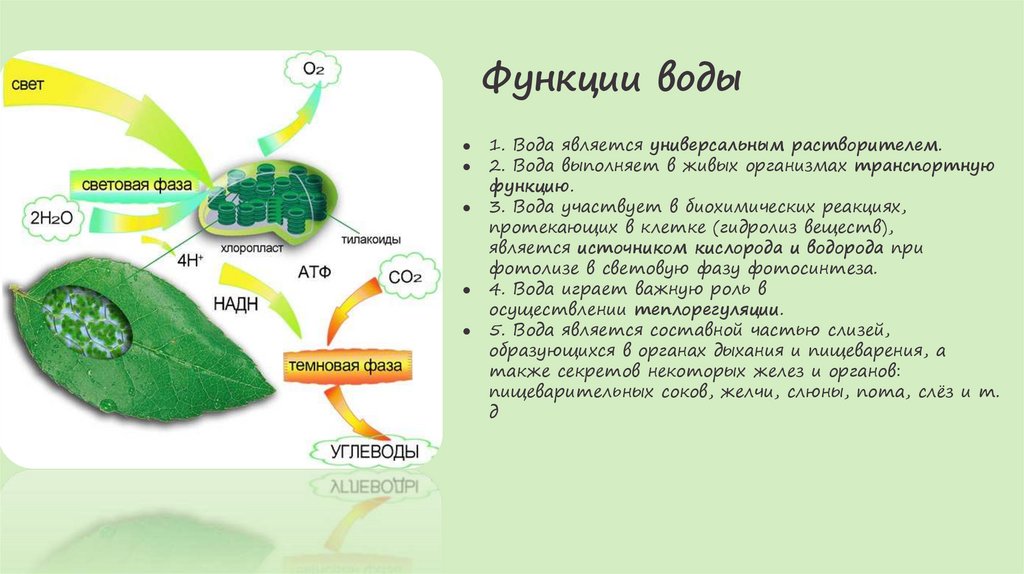 Функции воды