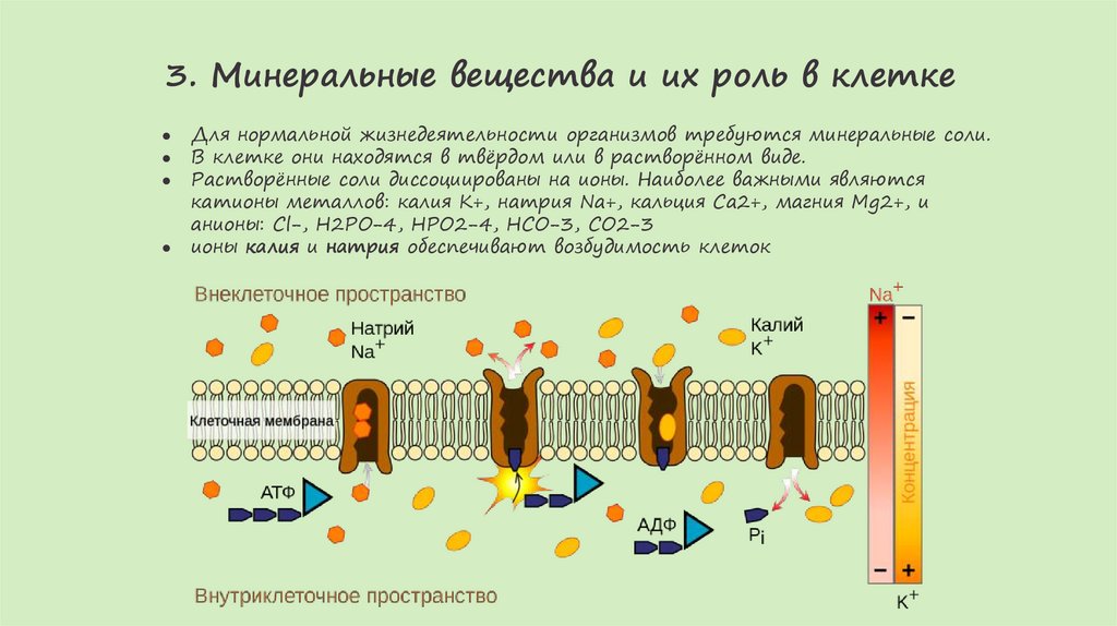 3. Минеральные вещества и их роль в клетке