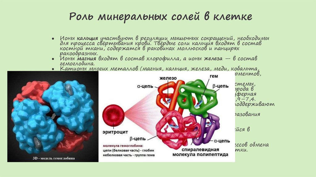 Роль минеральных солей в клетке