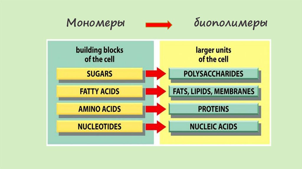 Мономеры биополимеры