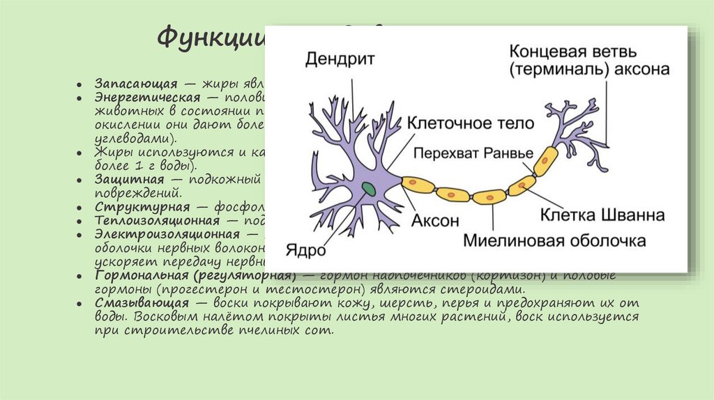 Функции липидов