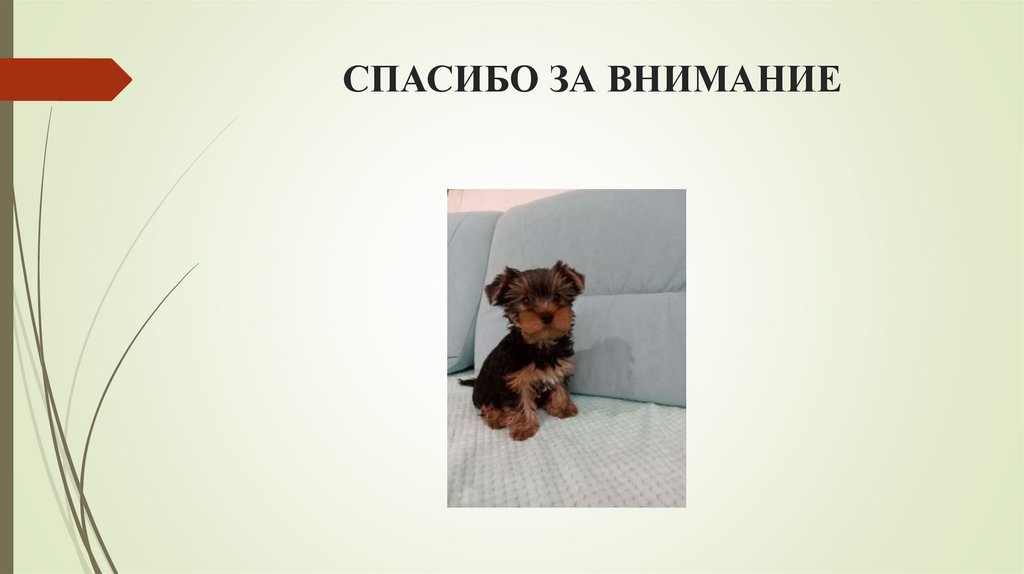 СПАСИБО ЗА ВНИМАНИЕ