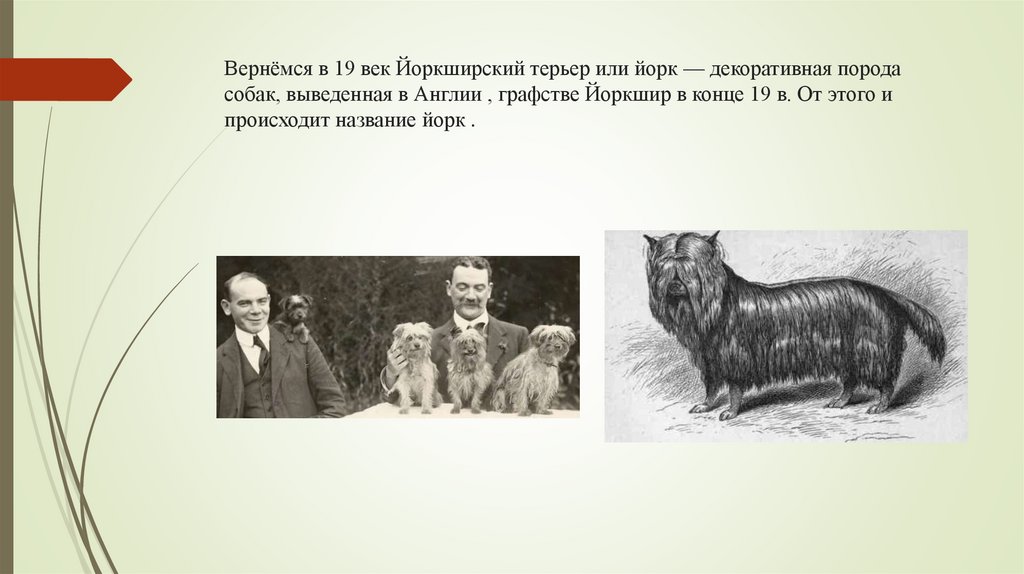 Вернёмся в 19 век Йоркширский терьер или йорк — декоративная порода собак, выведенная в Англии , графстве Йоркшир в конце 19 в.