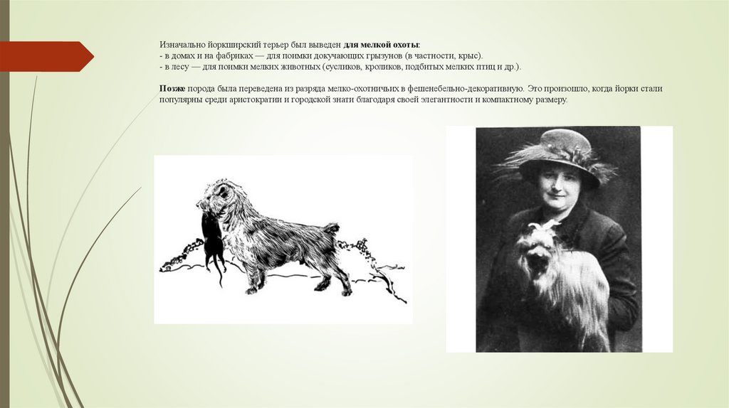 Изначально йоркширский терьер был выведен для мелкой охоты:  - в домах и на фабриках — для поимки докучающих грызунов (в