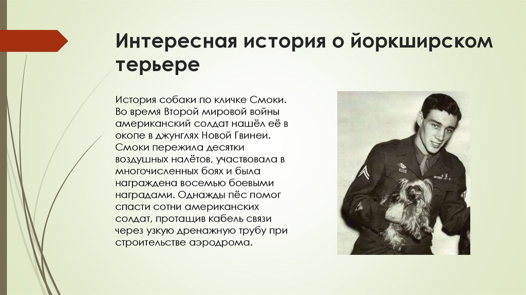 Интересная история о йоркширском терьере