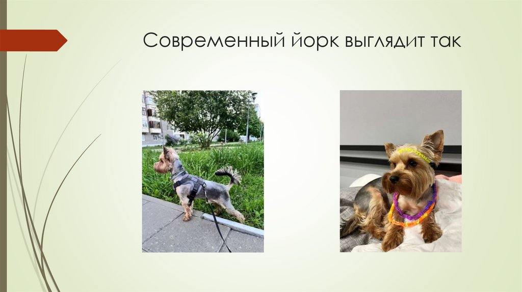 Современный йорк выглядит так