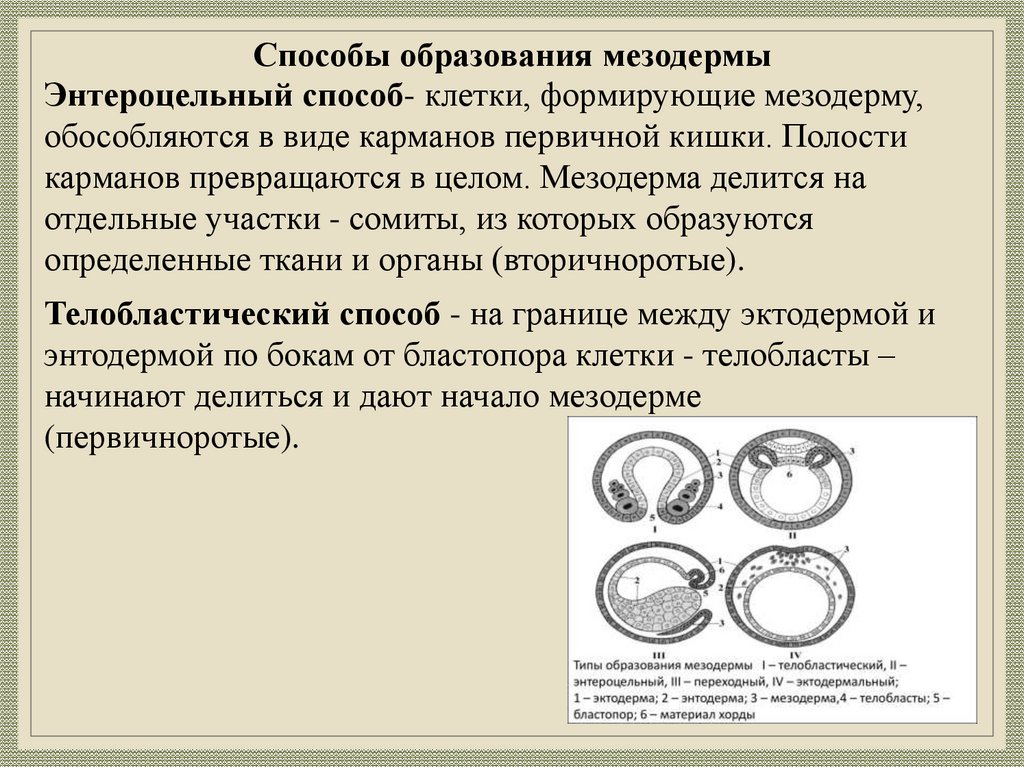 Способы образования мезодермы