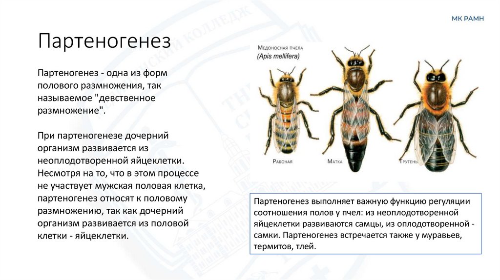 Партеногенез