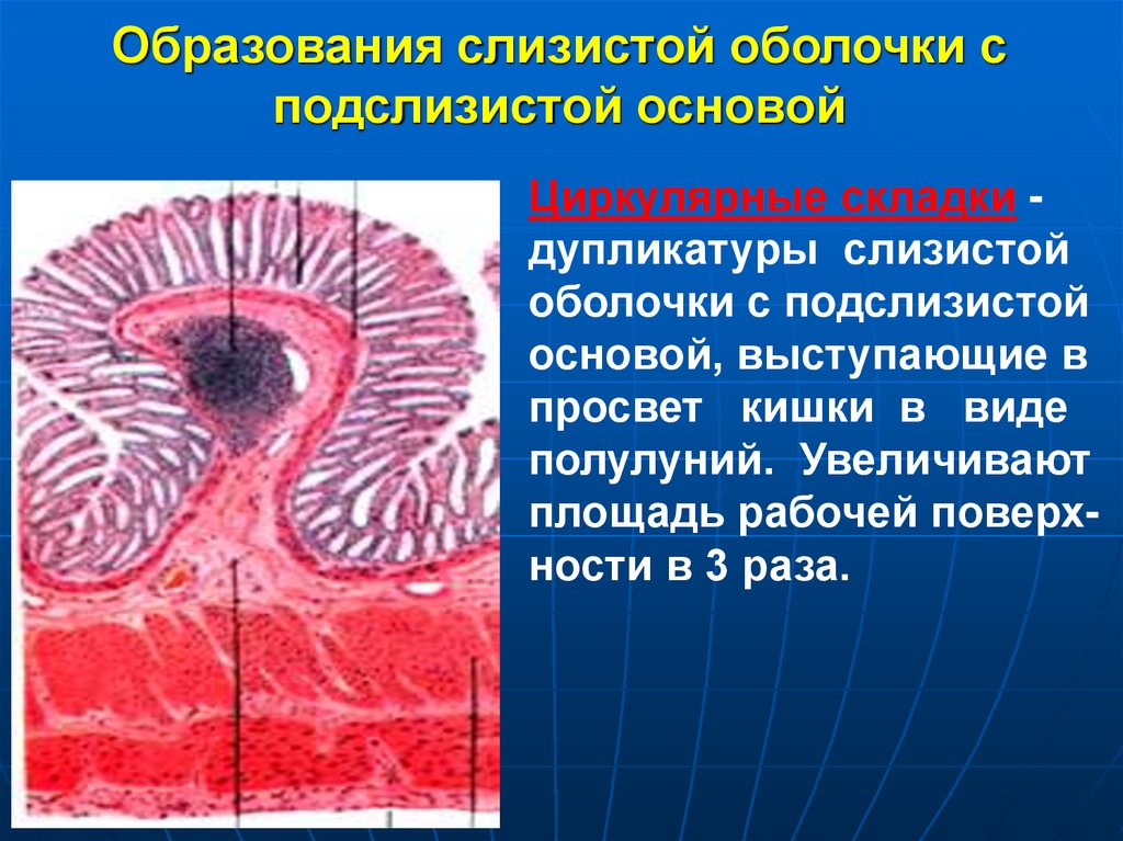 Образования слизистой оболочки с подслизистой основой