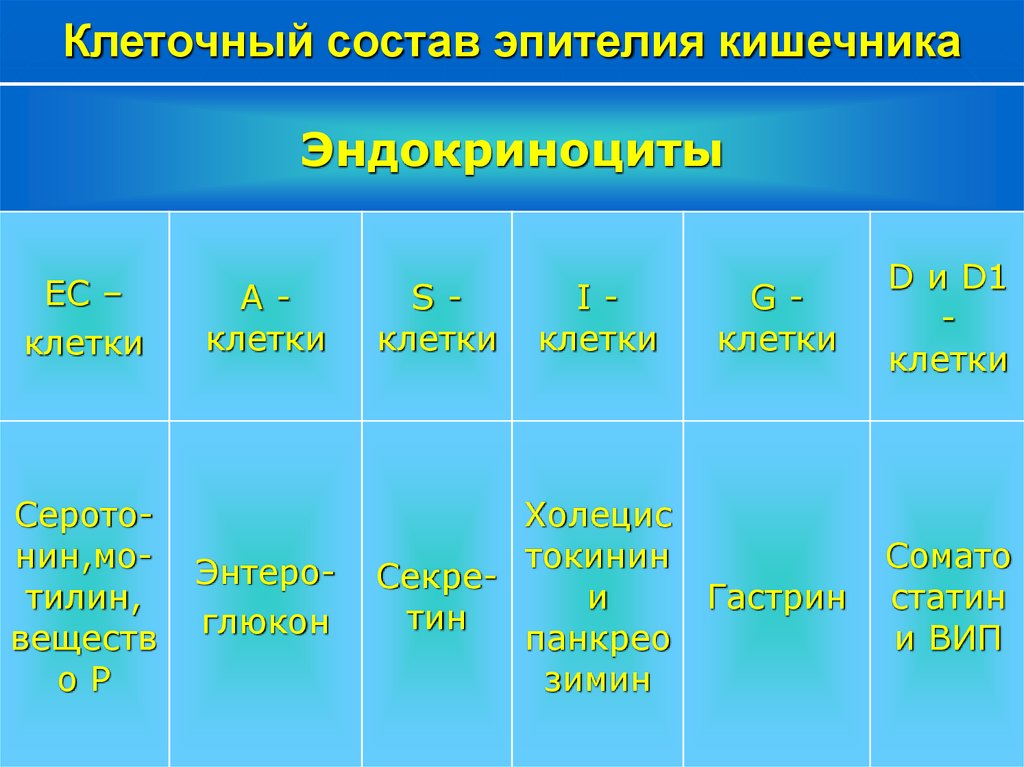 Клеточный состав эпителия кишечника