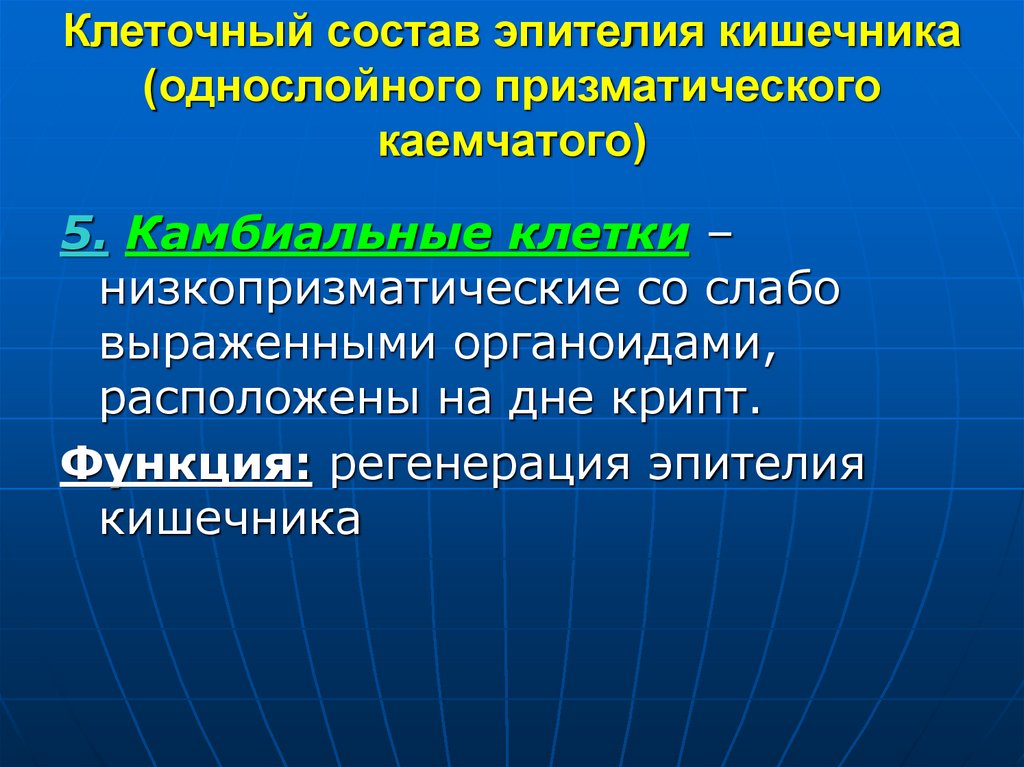 Клеточный состав эпителия кишечника (однослойного призматического каемчатого)