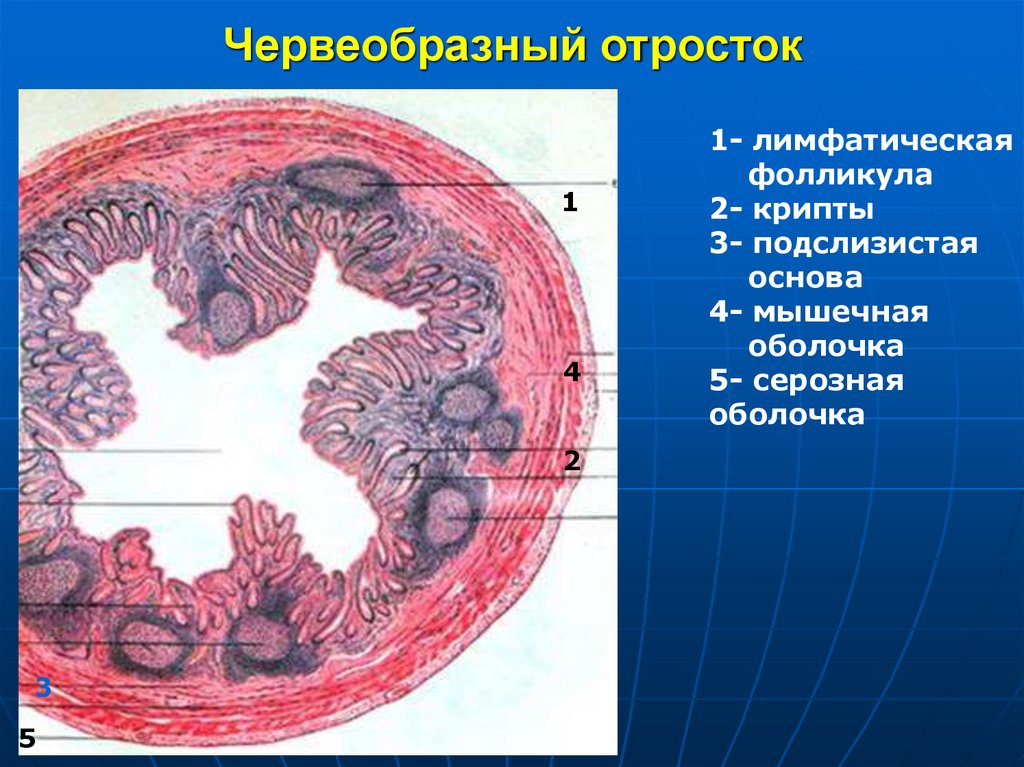 Червеобразный отросток