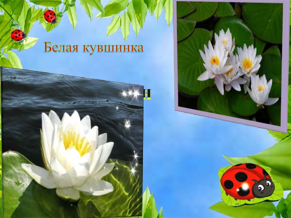 Белая кувшин