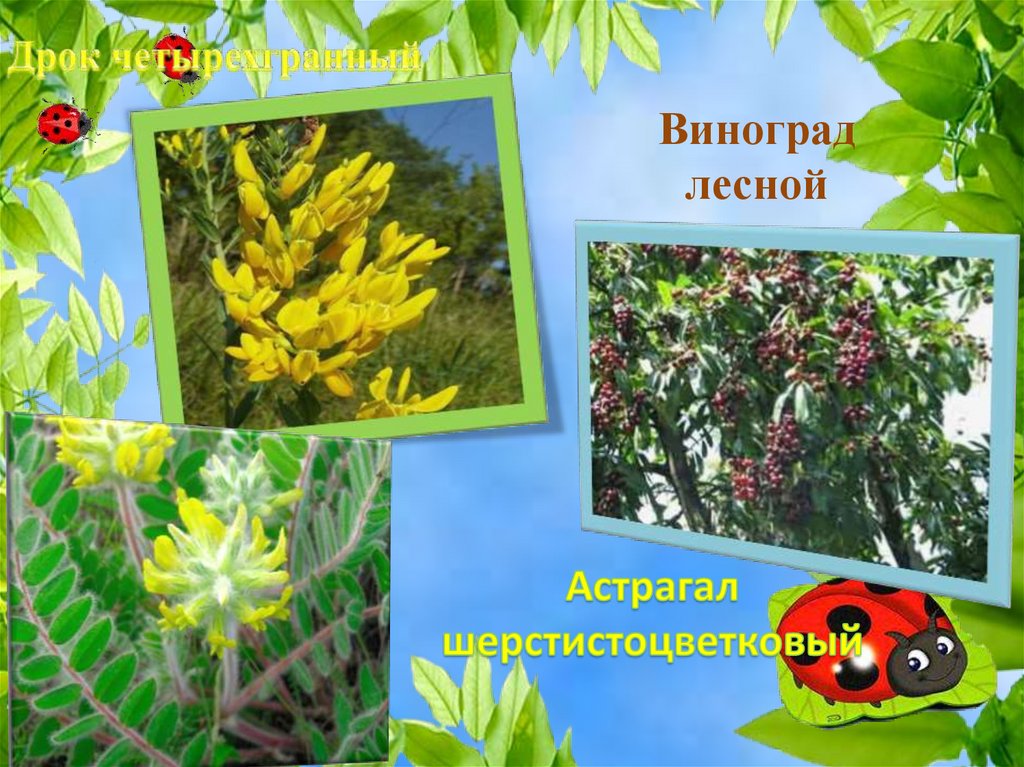 Дрок четырехгранный