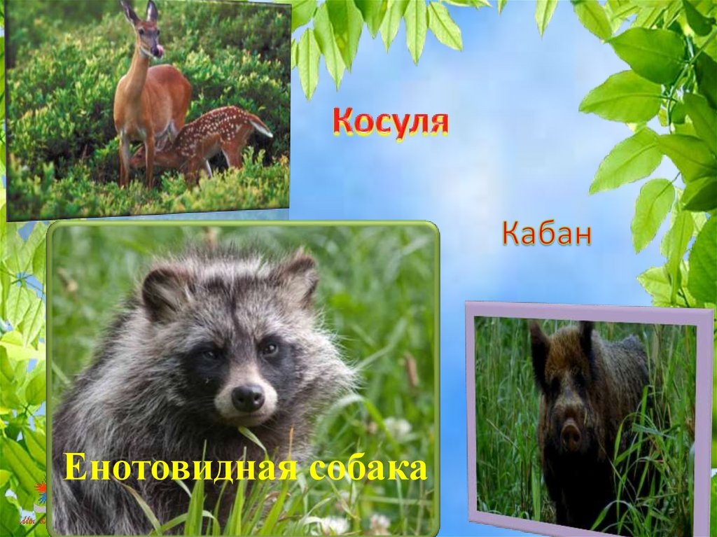 Косуля