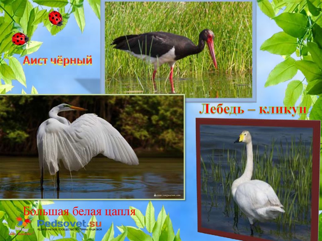 Аист чёрный