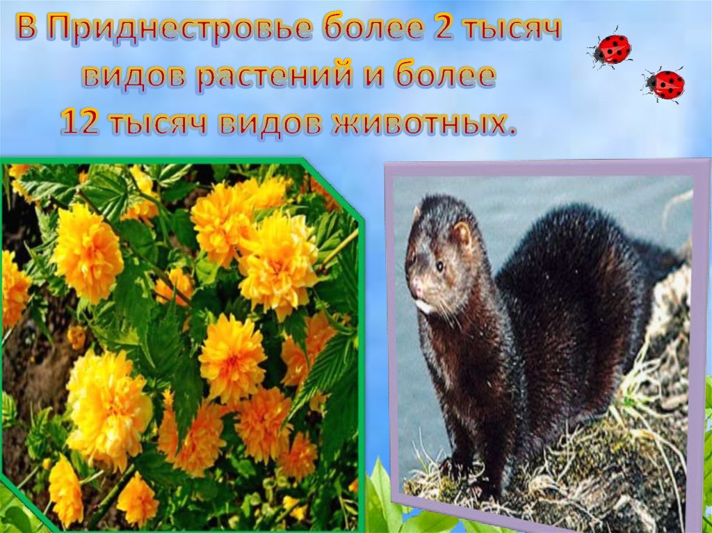 В Приднестровье более 2 тысяч видов растений и более 12 тысяч видов животных.