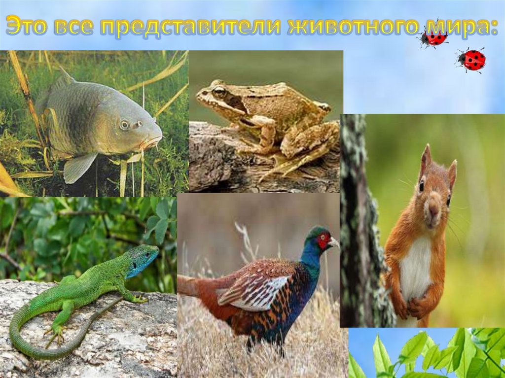 Это все представители животного мира: