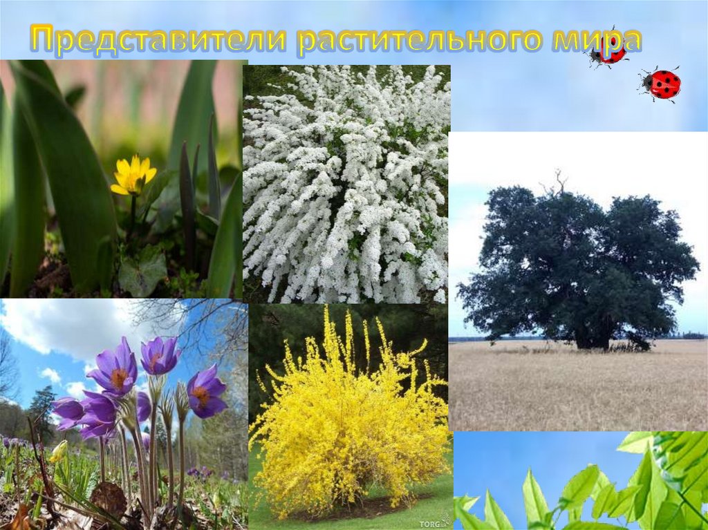 Представители растительного мира