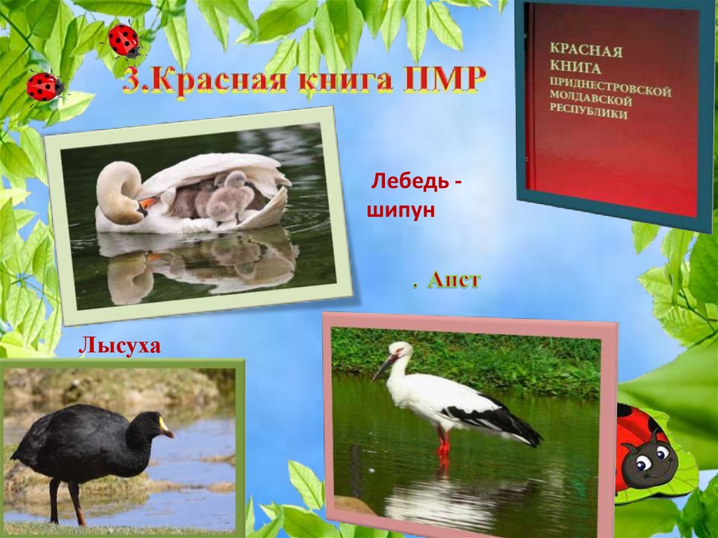 3.Красная книга ПМР