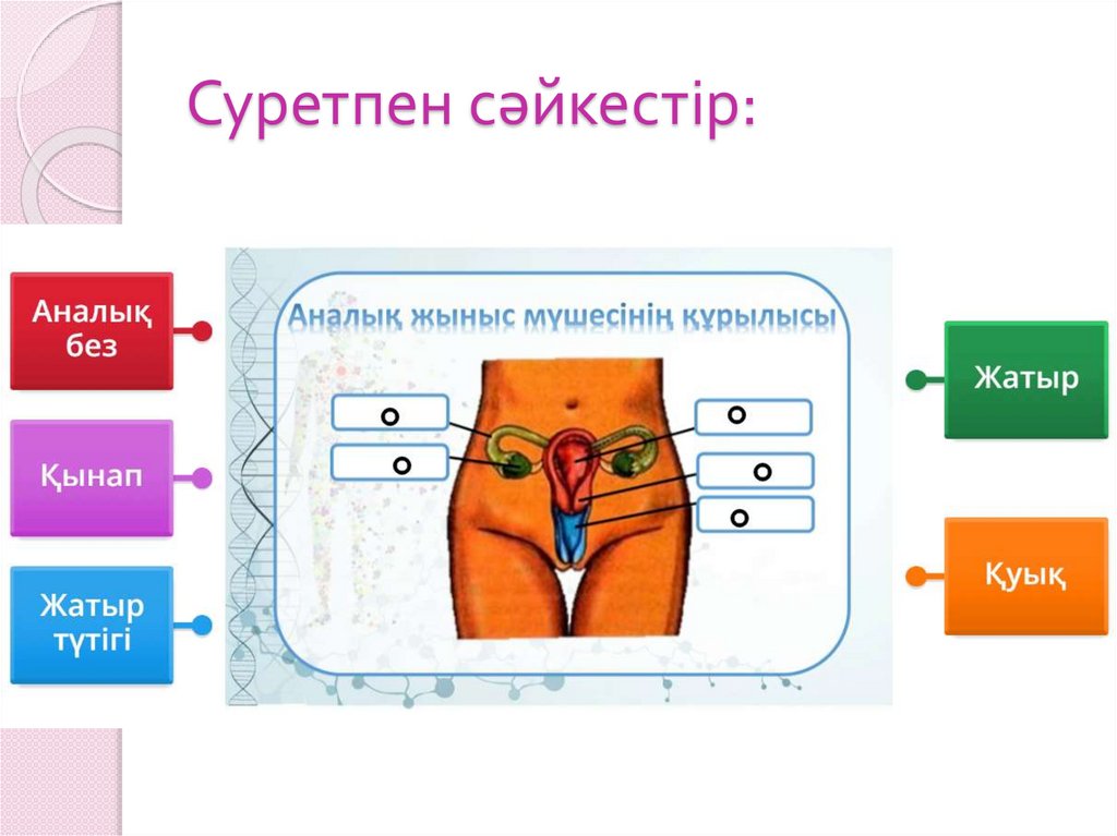 Суретпен сәйкестір: