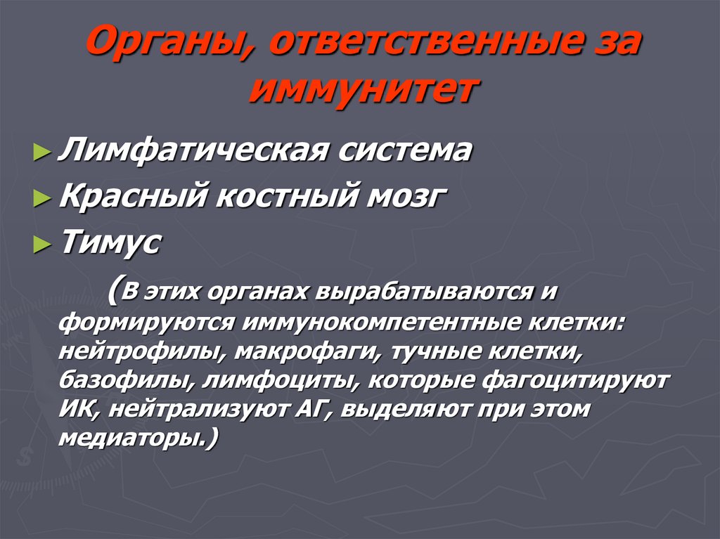 Органы, ответственные за иммунитет
