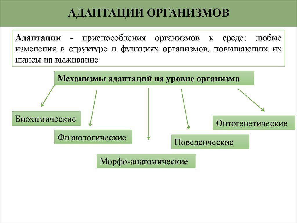 АДАПТАЦИИ ОРГАНИЗМОВ