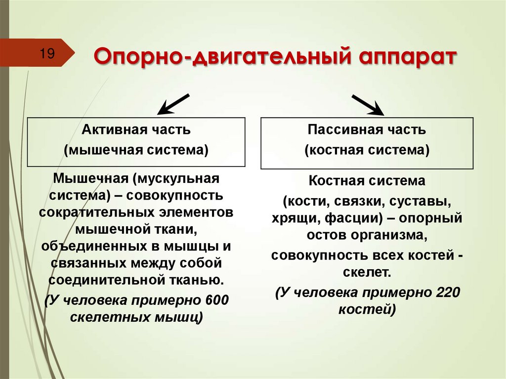 Опорно-двигательный аппарат