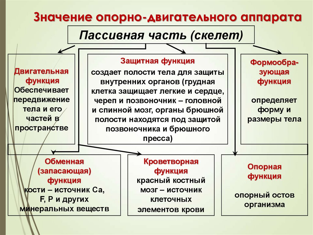 Значение опорно-двигательного аппарата