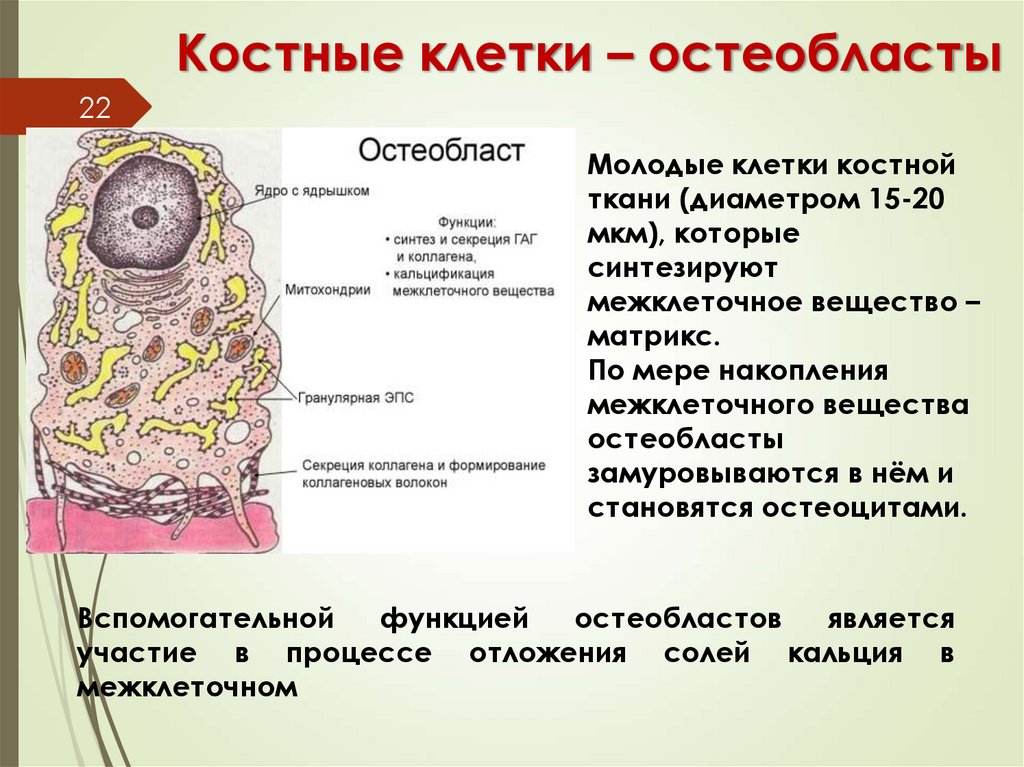 Костные клетки – остеобласты