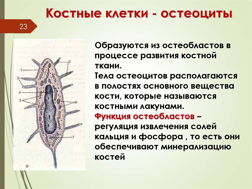 Костные клетки - остеоциты