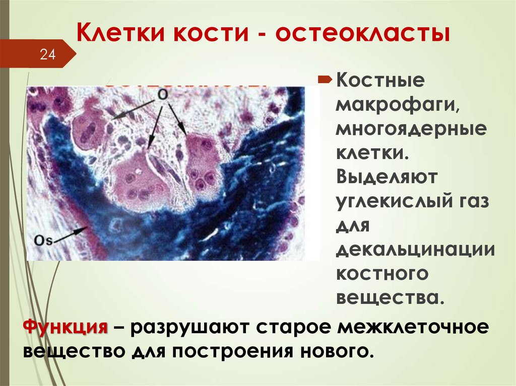 Клетки кости - остеокласты