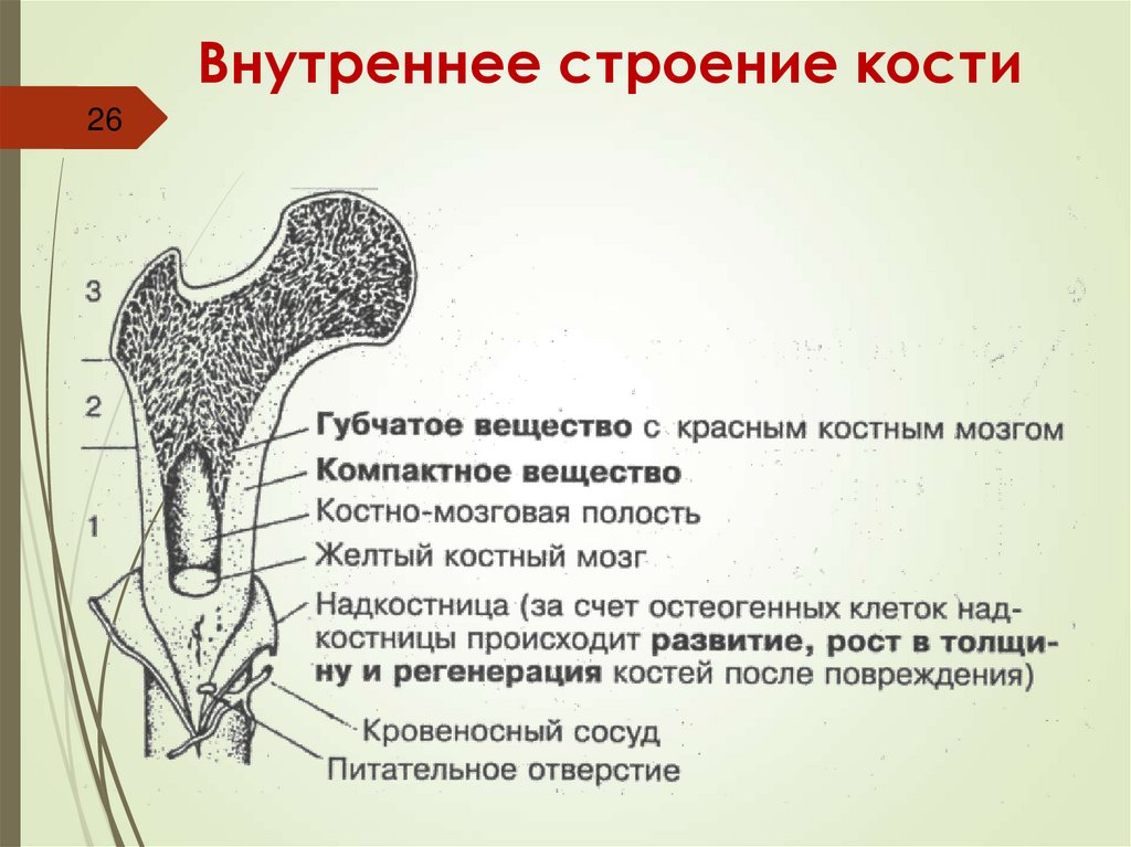 Внутреннее строение кости